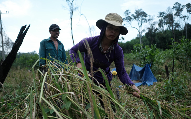 Người dân buồn bã vì tan hoang vụ lúa rẫy vùng sạt lở Phước Sơn