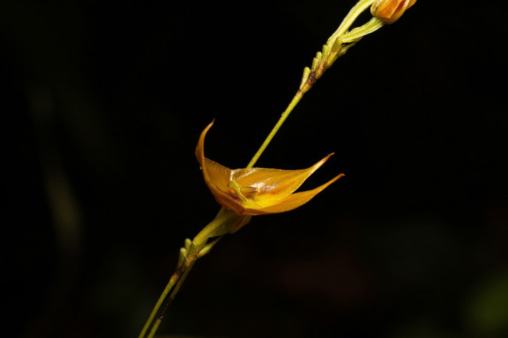 Phát hiện loài phong lan đặc biệt quý hiếm tại Ecuador - Ảnh 1.