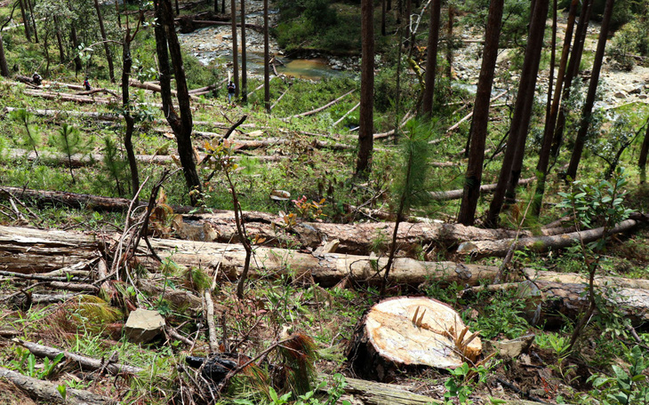 Phó thủ tướng yêu cầu xử lý nghiêm vụ phá rừng phòng hộ ở Lâm Đồng