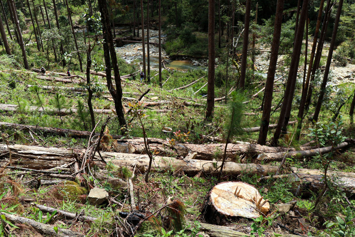 Phó thủ tướng yêu cầu xử lý nghiêm vụ phá rừng phòng hộ ở Lâm Đồng - Ảnh 1.