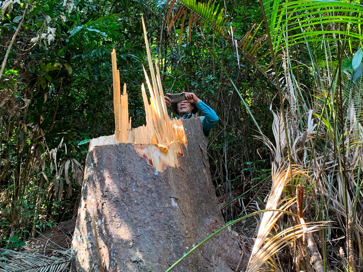 Rừng bạch tùng cổ thụ bị đốn hạ, phát hiện gỗ cùng loại ở nhà tổ trưởng bảo vệ rừng