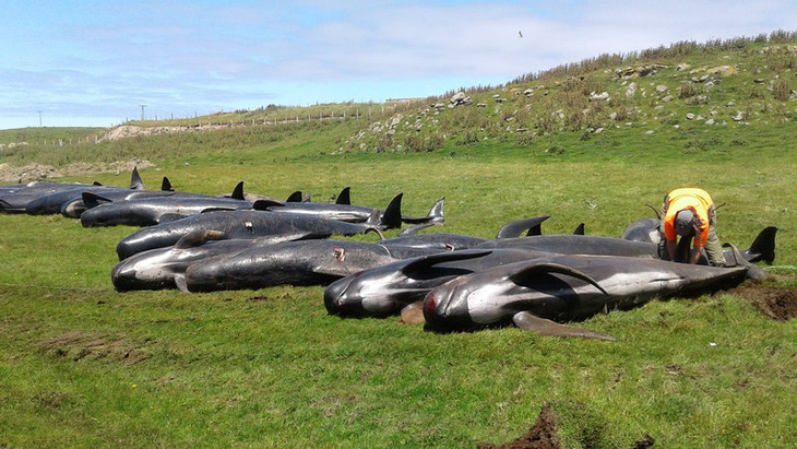 Hơn 120 con cá voi, cá heo chết do mắc cạn - Ảnh 5.