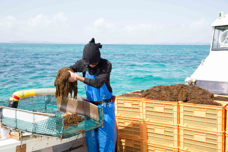 Lợi ích của tảo nâu Okinawa Mozuku với sức khỏe - Ảnh 1.