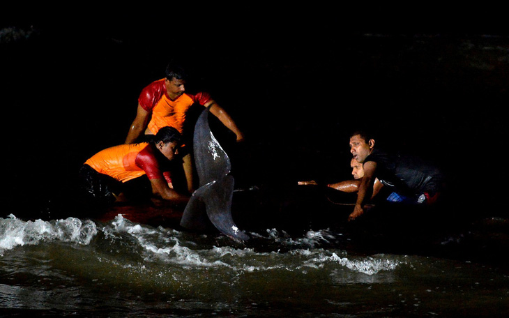 Giải cứu hơn 100 con cá voi mắc cạn ở bờ biển Sri Lanka