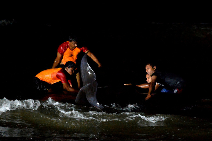 Giải cứu hơn 100 con cá voi mắc cạn ở bờ biển Sri Lanka - Ảnh 1.