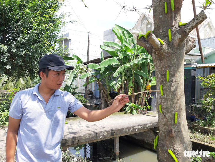 Sâu lạ ăn lá bàng ở Tiền Giang là loại sâu có giá trị trong sản xuất tơ lụa - Ảnh 2.
