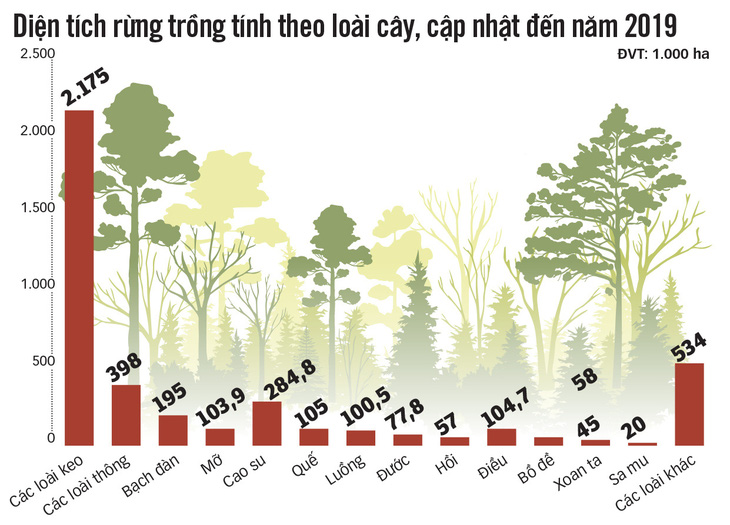 Giật mình, thấy sợ cây keo! - Ảnh 4.