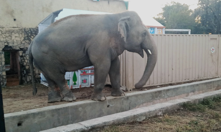 Chú voi cô đơn nhất thế giới đến nhà mới ở Campuchia - Ảnh 2.