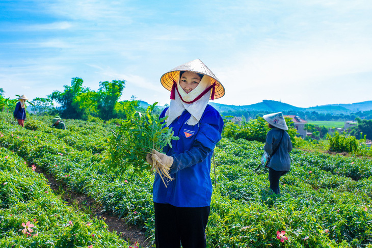 Sâm Báo - dược liệu Đại Việt Đệ Nhất Danh Sâm - Ảnh 2.