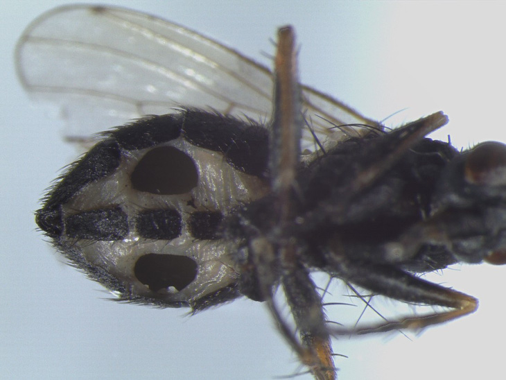 Đan Mạch phát hiện loài nấm ăn thịt biến ruồi thành xác sống - Ảnh 1.
