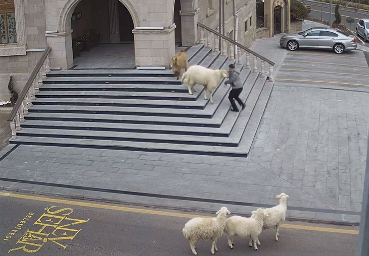Video vui: 4 con cừu, 1 con dê vô trung tâm thành phố rượt người dân chạy có cờ - Ảnh 2.