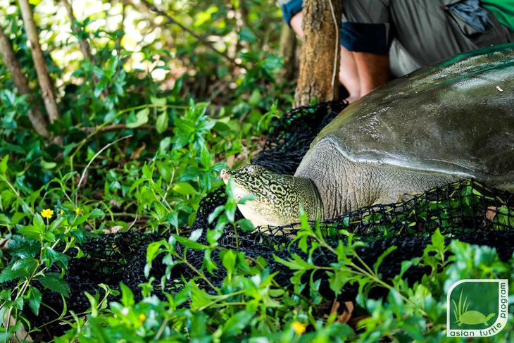 Xét nghiệm gen xác nhận rùa ở hồ Đồng Mô thuộc loài rùa Hoàn Kiếm - Ảnh 3.