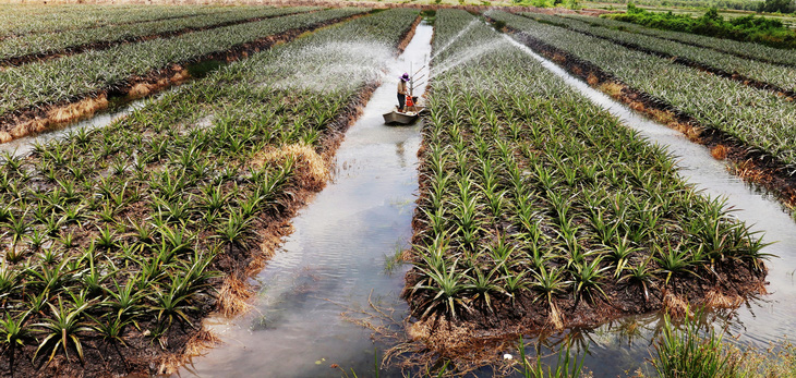 Tây Ninh hướng tới phát triển nông nghiệp công nghệ cao bền vững - Ảnh 2.