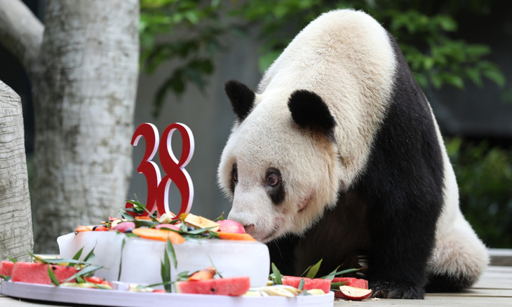 Trung Quốc: Con gấu trúc khổng lồ già nhất thế giới qua đời - Ảnh 1.