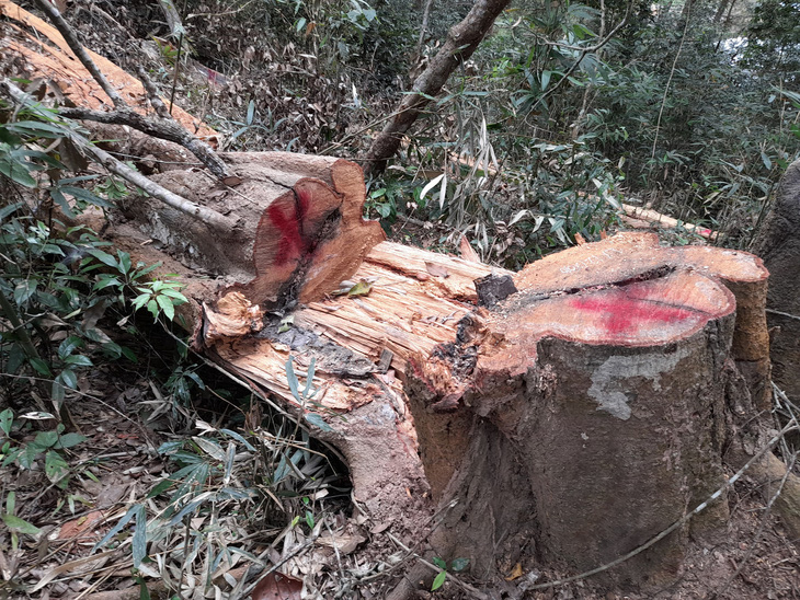 Đình chỉ giám đốc để rừng đặc dụng Mường Phăng bị rút ruột - Ảnh 2.