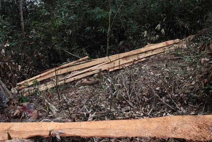 Đình chỉ giám đốc để rừng đặc dụng Mường Phăng bị rút ruột - Ảnh 3.