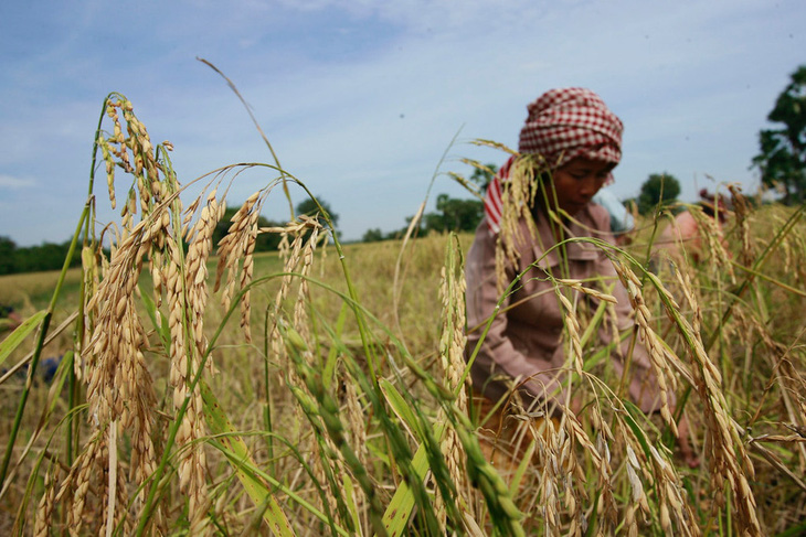 Hiệu quả từ Dự án lúa gạo thân thiện tại Campuchia - Ảnh 1.