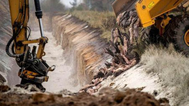 Đan Mạch chôn hàng triệu con chồn nâu để ngừa COVID-19 - Ảnh 1.