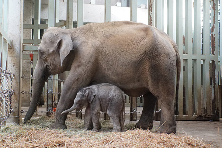 Vườn thú Tokyo đón mừng voi con đầu tiên sinh ra tại đây - Ảnh 1.