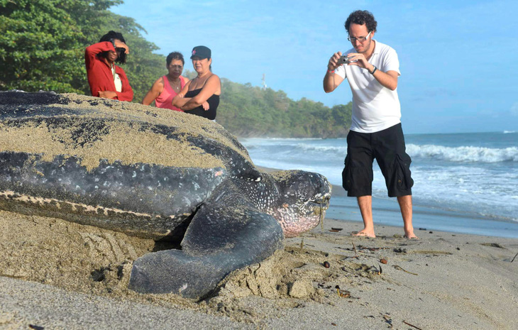 Tìm thấy một tổ rùa da quý hiếm tại Ecuador - Ảnh 1.