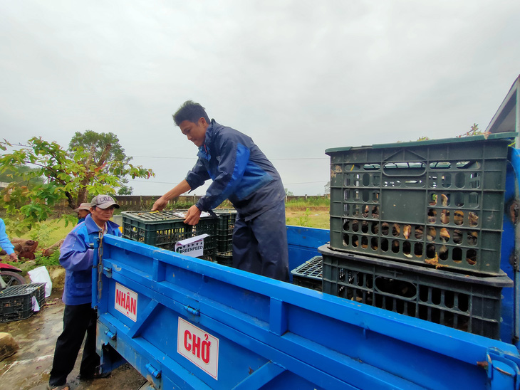 Trao sinh kế giúp người dân Quảng Nam vượt qua khó khăn sau bão lũ - Ảnh 7.