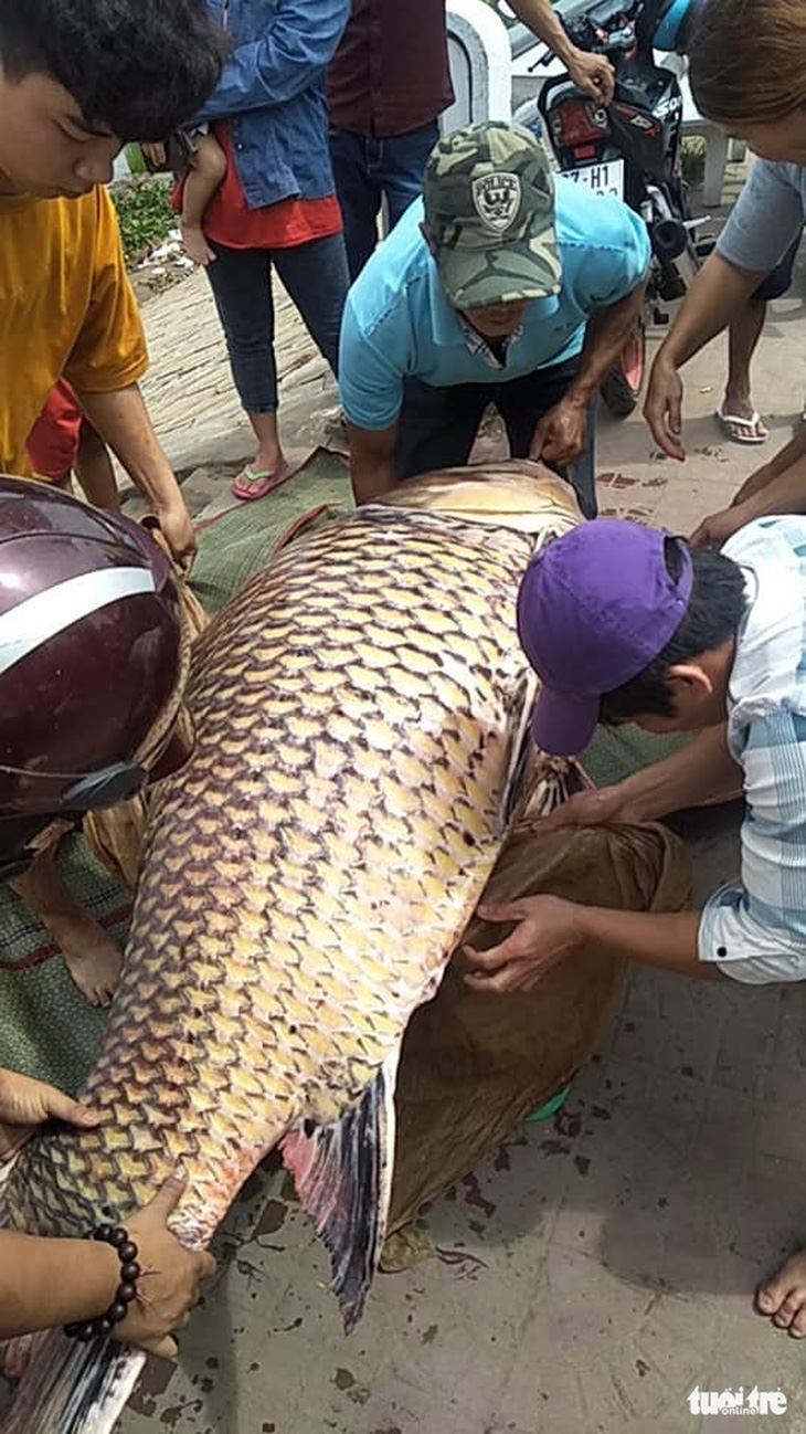 Cá hô trên trăm ký được bán chớp nhoáng tại An Giang - Ảnh 1.