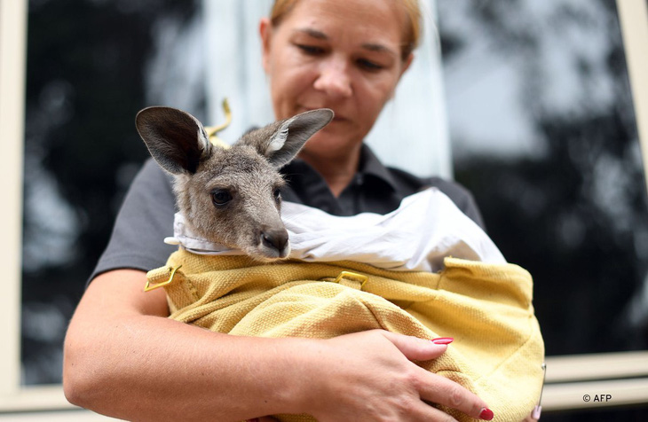 Hơn 100 loài động vật bản địa cần hỗ trợ khẩn cấp sau cháy rừng ở Australia - Ảnh 1.
