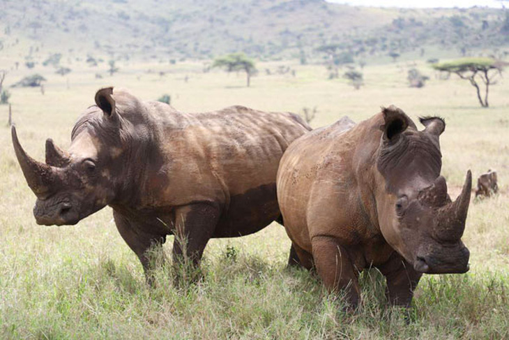 Vi khuẩn kháng thuốc đe dọa sự sống của loài tê giác châu Phi - Ảnh 1.
