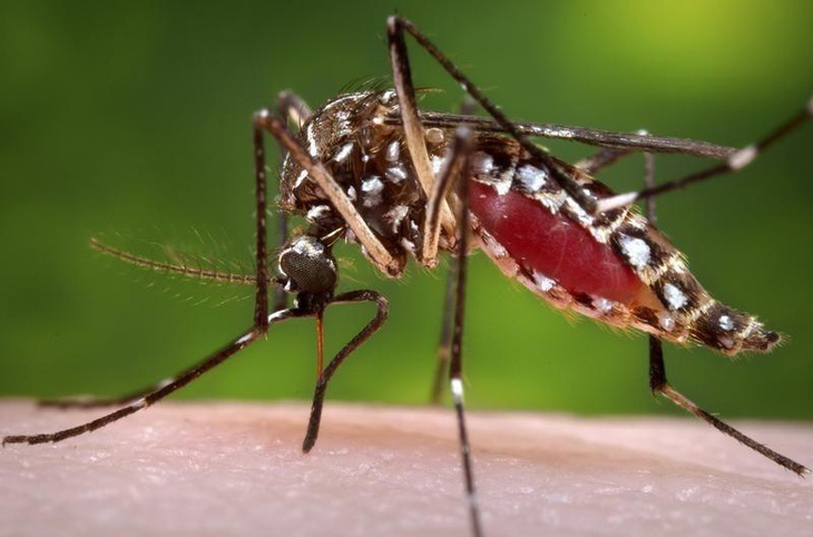 Singapore tranh cãi về dịch sốt xuất huyết lây nhiễm không kém virus corona - Ảnh 1.