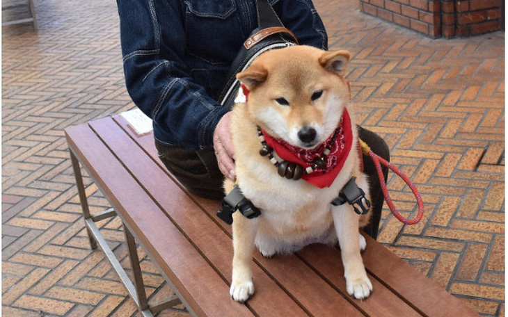 Chó Rin - giống Shiba Inu - kiên nhẫn ngồi chờ chủ ‘đốn tim’ khách qua đường