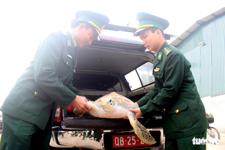 Chủ nhà hàng hải sản mua rùa quý nặng 30kg đem thả về biển - Ảnh 4.