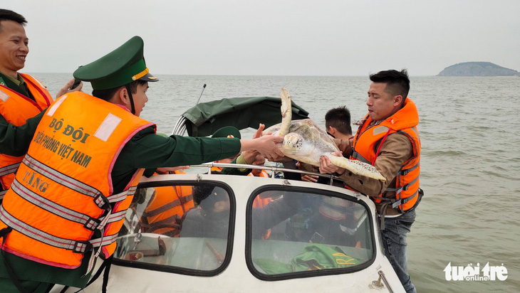 Chủ nhà hàng hải sản mua rùa quý nặng 30kg đem thả về biển - Ảnh 5.