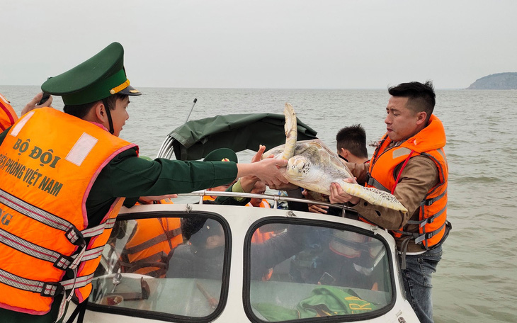 Chủ nhà hàng hải sản mua rùa quý nặng 30kg đem thả về biển