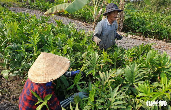 Người dân vẫn ra vườn trong vòng vây truy bắt kẻ xả súng 5 người chết ở Củ Chi - Ảnh 2.