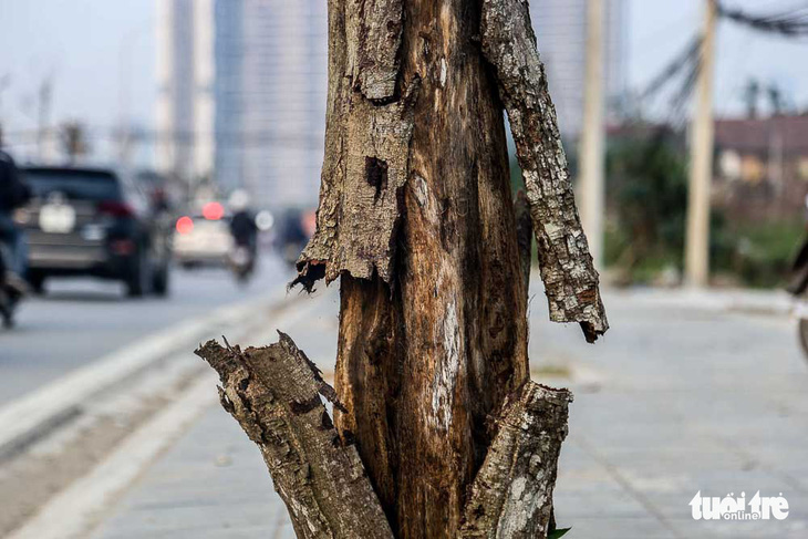 Hàng trăm cây sấu chết khô thảm thương trên đường mới mở ở Hà Nội - Ảnh 2.