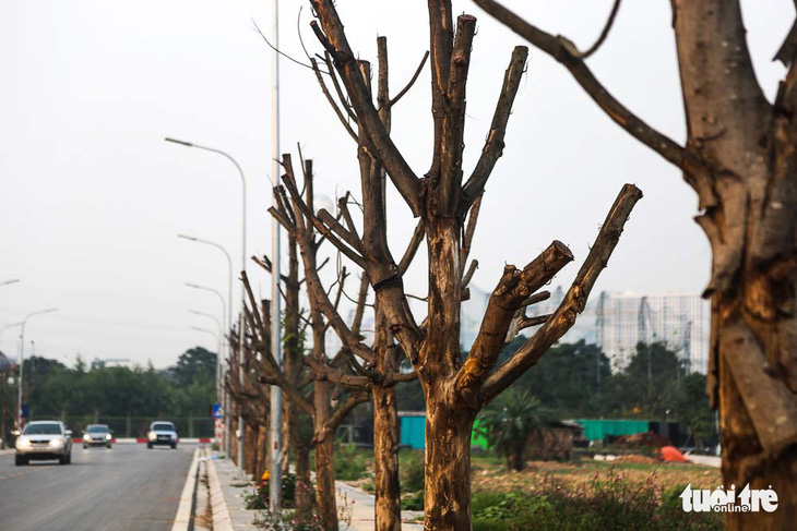Hàng trăm cây sấu chết khô thảm thương trên đường mới mở ở Hà Nội - Ảnh 3.