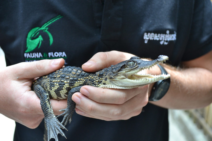 Campuchia phát hiện 10 chú cá sấu con quý hiếm gần tuyệt chủng - Ảnh 1.