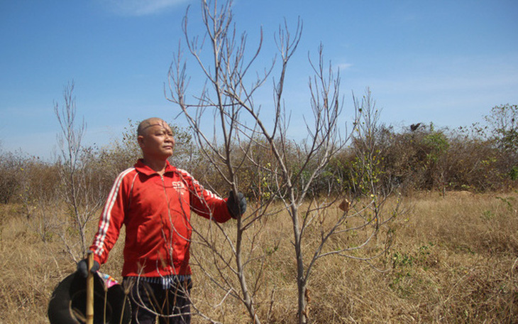 Ninh Thuận: lửa cháy hoa màu, cây cối chết khô