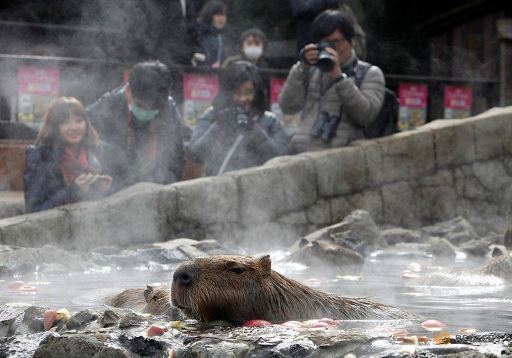 Đến Nhật xem chuột capybara tắm nước nóng - Ảnh 1.