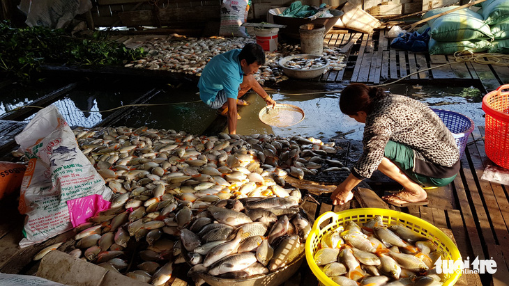 Hàng chục tấn cá nuôi trên sông Cái Vừng lại chết vì thiếu oxy - Ảnh 1.