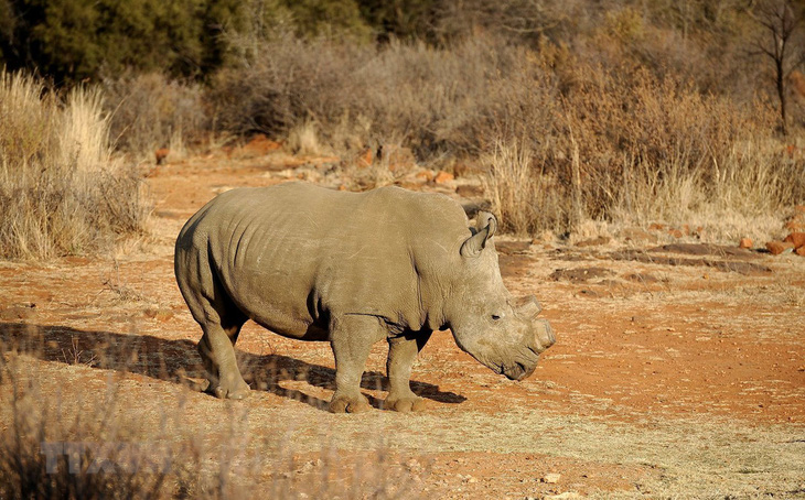 Số lượng tê giác bị săn trộm tại Nam Phi đã giảm 5 năm liên tục