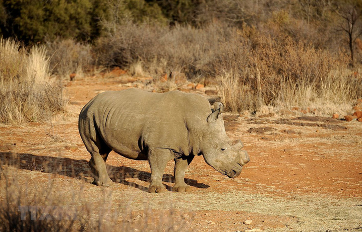 Số lượng tê giác bị săn trộm tại Nam Phi đã giảm 5 năm liên tục - Ảnh 1.