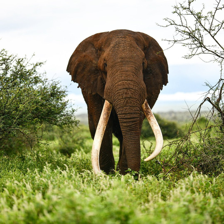 Một trong những con voi ngà dài cuối cùng của châu Phi qua đời - Ảnh 1.