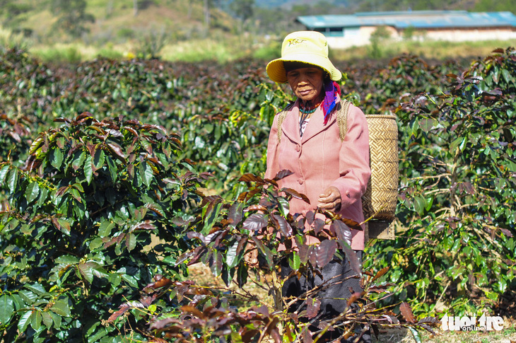 Sương muối tàn phá nông sản Lâm Đồng - Ảnh 3.