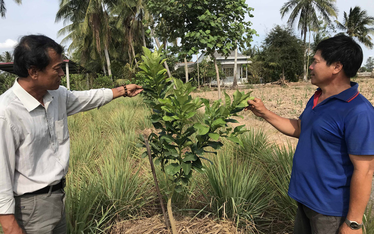 Nông dân miền Tây không ngồi bó tay, trồng cây thích nghi hạn, mặn