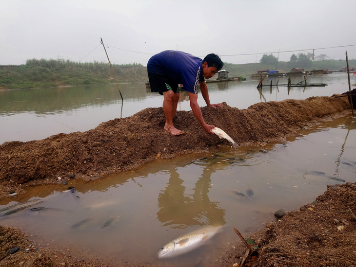 Cá chết hàng loạt trên sông Chu - Ảnh 1.