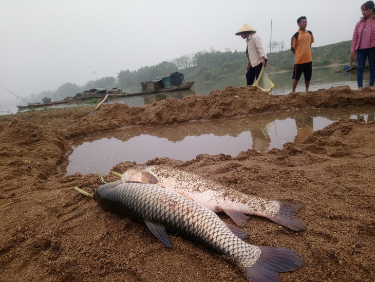 Cá chết hàng loạt trên sông Chu - Ảnh 4.