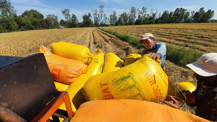 Việt Nam giữ sản lượng 22 triệu tấn gạo - Ảnh 1.