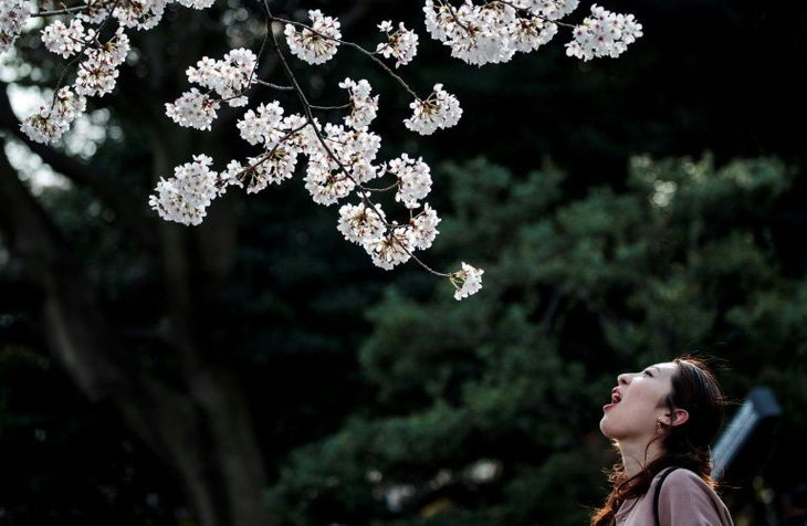 Bất chấp khuyến cáo, hàng ngàn người Nhật đổ xô đi ngắm hoa anh đào - Ảnh 2.