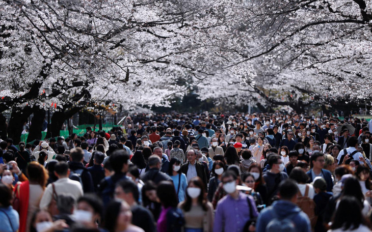 Bất chấp khuyến cáo, hàng ngàn người Nhật đổ xô đi ngắm hoa anh đào